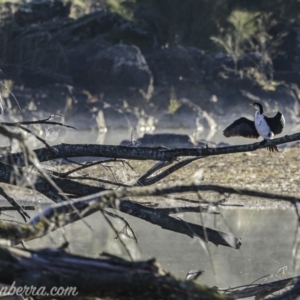 Microcarbo melanoleucos at Coree, ACT - 2 Jun 2019 08:28 AM