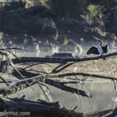 Microcarbo melanoleucos at Coree, ACT - 2 Jun 2019 08:28 AM