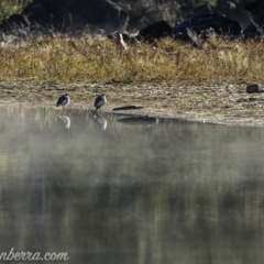 Vanellus miles at Coree, ACT - 2 Jun 2019