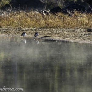 Vanellus miles at Coree, ACT - 2 Jun 2019