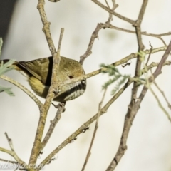 Acanthiza pusilla (Brown Thornbill) at Coree, ACT - 1 Jun 2019 by BIrdsinCanberra