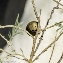 Acanthiza pusilla at Coree, ACT - 2 Jun 2019