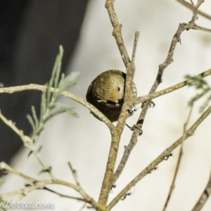 Acanthiza pusilla at Coree, ACT - 2 Jun 2019