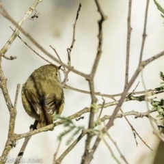 Acanthiza pusilla at Coree, ACT - 2 Jun 2019