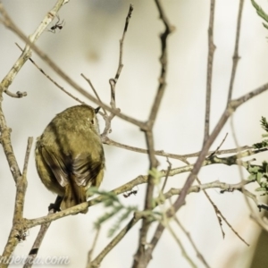 Acanthiza pusilla at Coree, ACT - 2 Jun 2019 08:37 AM