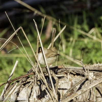 Malurus cyaneus (Superb Fairywren) at Coree, ACT - 2 Jun 2019 by BIrdsinCanberra