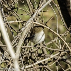 Malurus cyaneus at Coree, ACT - 2 Jun 2019