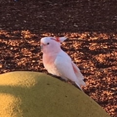 Lophochroa leadbeateri (Pink Cockatoo) at Denman Prospect, ACT - 15 Jun 2019 by KatiD