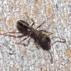 Rhytidoponera tasmaniensis at Hackett, ACT - 14 Jun 2019 by TimL