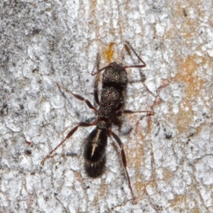 Rhytidoponera tasmaniensis at Hackett, ACT - 14 Jun 2019