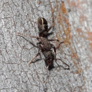 Rhytidoponera tasmaniensis at Hackett, ACT - 14 Jun 2019