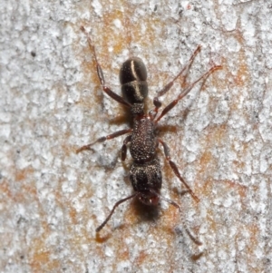 Rhytidoponera tasmaniensis at Hackett, ACT - 14 Jun 2019