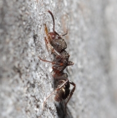 Rhytidoponera tasmaniensis at Hackett, ACT - 14 Jun 2019