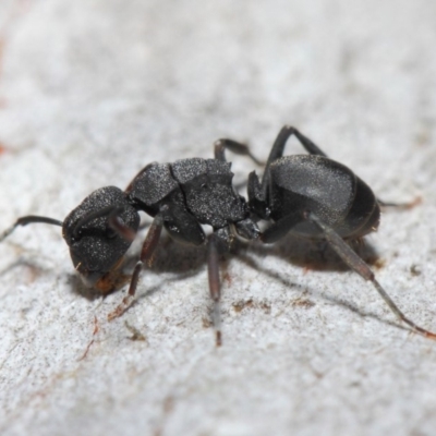 Polyrhachis sp. (genus) (A spiny ant) at Hackett, ACT - 14 Jun 2019 by TimL