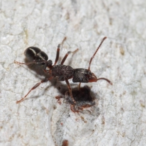 Rhytidoponera tasmaniensis at Hackett, ACT - 14 Jun 2019