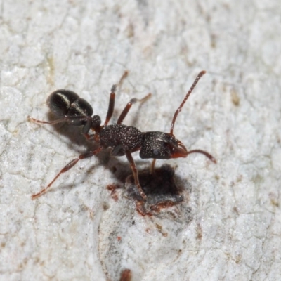 Rhytidoponera tasmaniensis at Hackett, ACT - 14 Jun 2019 by TimL