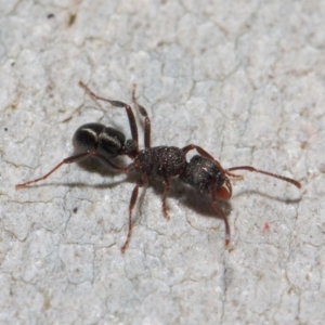 Rhytidoponera tasmaniensis at Hackett, ACT - 14 Jun 2019