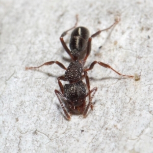 Rhytidoponera tasmaniensis at Hackett, ACT - 14 Jun 2019