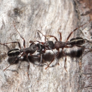 Rhytidoponera tasmaniensis at Hackett, ACT - 14 Jun 2019