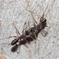 Rhytidoponera tasmaniensis at Hackett, ACT - 14 Jun 2019