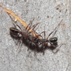 Rhytidoponera tasmaniensis at Hackett, ACT - 14 Jun 2019