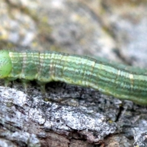 Phelotis cognata at Ainslie, ACT - 12 Jun 2019 01:43 PM