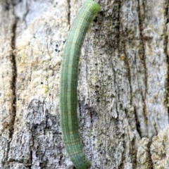 Phelotis cognata at Ainslie, ACT - 12 Jun 2019 01:43 PM