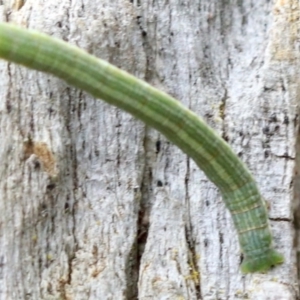 Phelotis cognata at Ainslie, ACT - 12 Jun 2019 01:43 PM