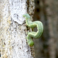 Phelotis cognata at Ainslie, ACT - 12 Jun 2019 01:43 PM