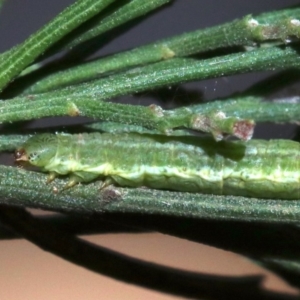 Phelotis cognata at Ainslie, ACT - 12 Jun 2019