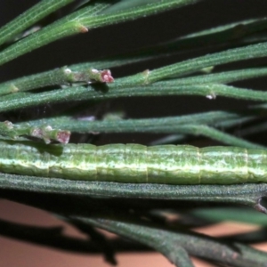 Phelotis cognata at Ainslie, ACT - 12 Jun 2019