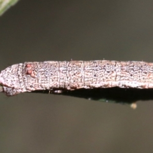 Scioglyptis lyciaria at Ainslie, ACT - 13 Jun 2019