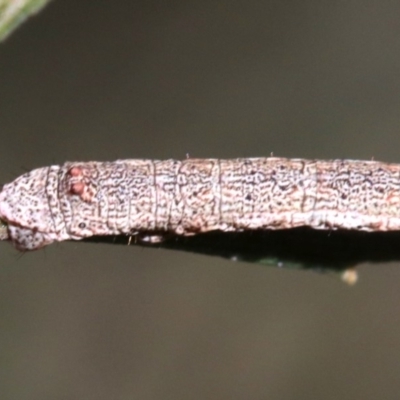 Scioglyptis lyciaria (White-patch Bark Moth) at Mount Ainslie - 13 Jun 2019 by jb2602