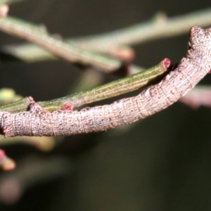 Scioglyptis lyciaria at Ainslie, ACT - 13 Jun 2019