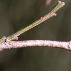 Scioglyptis lyciaria at Ainslie, ACT - 13 Jun 2019