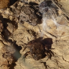 Crinia signifera at Amaroo, ACT - 15 Jun 2019