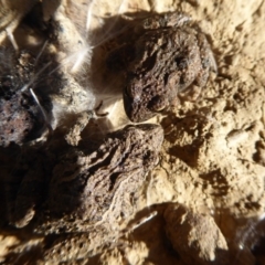 Crinia signifera at Amaroo, ACT - 15 Jun 2019