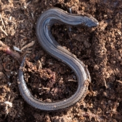 Hemiergis talbingoensis (Three-toed Skink) at Denman Prospect, ACT - 15 Jun 2019 by rawshorty