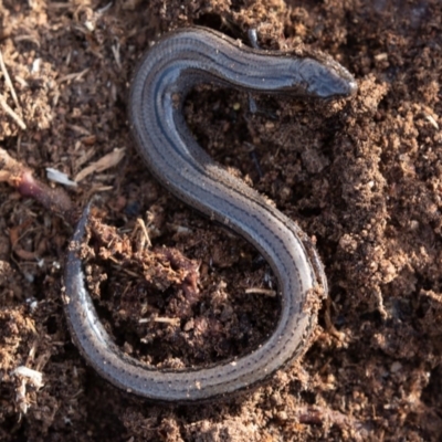 Hemiergis talbingoensis (Three-toed Skink) at West Stromlo - 15 Jun 2019 by rawshorty