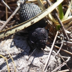 Adelium porcatum (Darkling Beetle) at Amaroo, ACT - 15 Jun 2019 by Christine