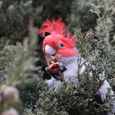 Callocephalon fimbriatum (Gang-gang Cockatoo) at Chifley, ACT - 16 Jun 2019 by redsnow