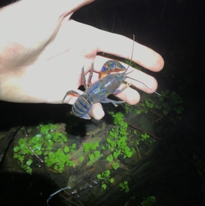 Euastacus crassus (Alpine Spiny Crayfish) at Cotter River, ACT - 5 Jun 2019 by pbrennan502