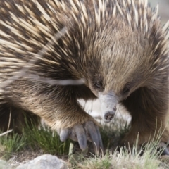 Tachyglossus aculeatus (Short-beaked Echidna) at Michelago, NSW - 9 Nov 2018 by Illilanga