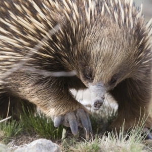 Tachyglossus aculeatus at Michelago, NSW - 9 Nov 2018