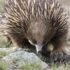 Tachyglossus aculeatus at Michelago, NSW - 9 Nov 2018 04:24 PM