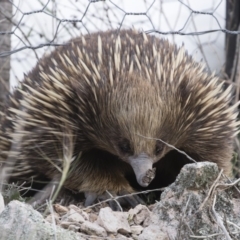 Tachyglossus aculeatus at Michelago, NSW - 9 Nov 2018 04:24 PM