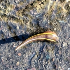 Hirudinidae sp. (family) (A Striped Leech) at ANBG - 3 May 2019 by HelenCross