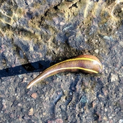 Hirudinidae sp. (family) (A Striped Leech) at ANBG - 3 May 2019 by HelenCross