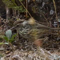 Pyrrholaemus sagittatus (Speckled Warbler) at Michelago, NSW - 14 Jan 2013 by Illilanga