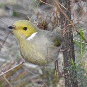 Ptilotula penicillata at Tuggeranong DC, ACT - 16 Jun 2019 04:25 PM